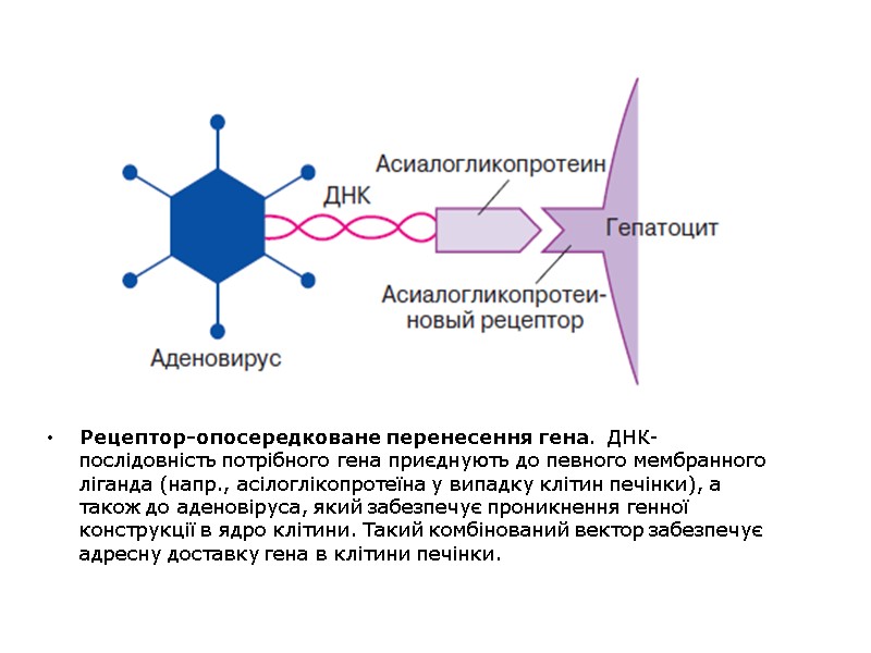 Рецептор-опосередковане перенесення гена. ДНК-послідовність потрібного гена приєднують до певного мембранного ліганда (напр., асілоглікопротеїна Рецептор-опосередковане перенесення гена. ДНК-послідовність потрібного гена приєднують до певного мембранного ліганда (напр., асілоглікопротеїна
